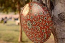 Camel skin wall mount lamp    - Duplicate IMG # 1