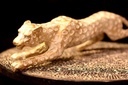 Carved Leopard Fiber Statue  - Duplicate IMG # 1