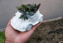 The Volkswagon Foxy Planter IMG # 1