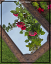Extra image for Rectangular Wooden Frame - H102