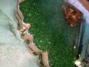 Green Resin coaster IMG # 1