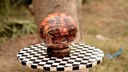 Camel skin lamp          - Duplicate IMG # 1