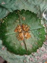 Green Resin coaster