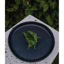 Coffee Pourer Plate