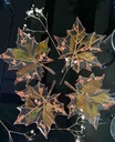 Resin Coasters 