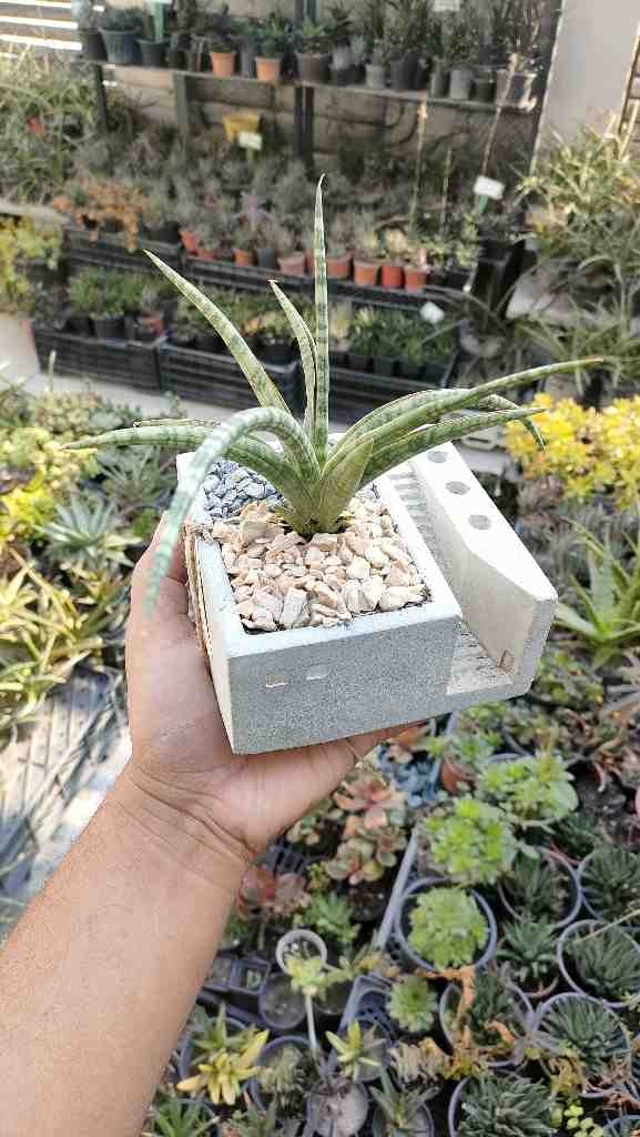 2 in 1 Planter & Pen Holder