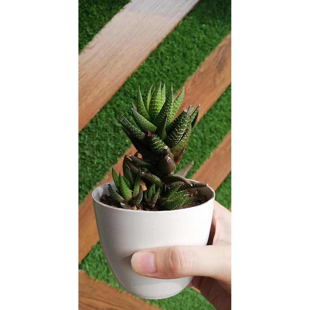 Haworthia