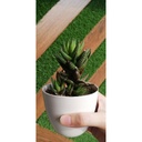 Haworthia