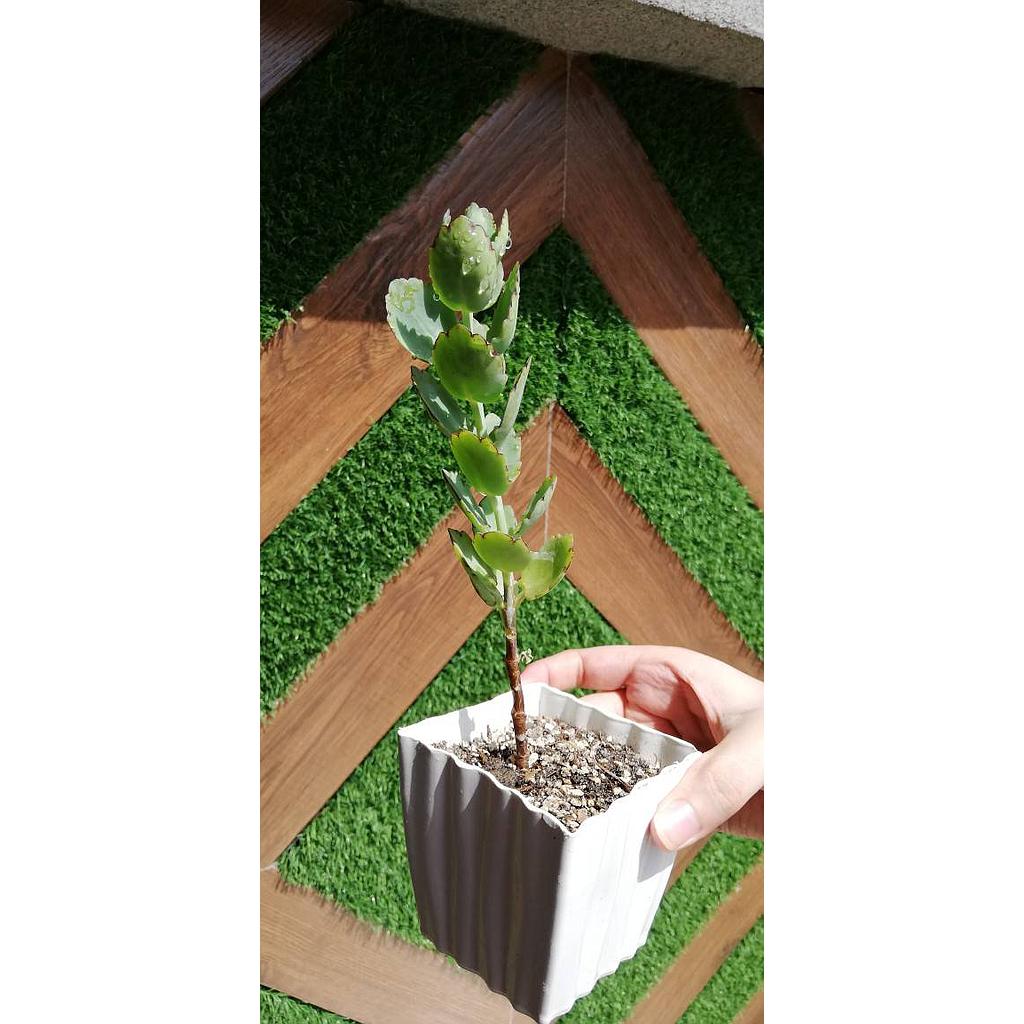 Green Lavender Scallops