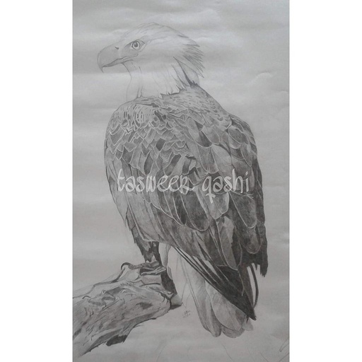 [PK4259-AR-PNC-012873] It's a detailed drawing of an eagle drawn with lead pencils.