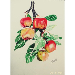[PK4419-AR-PNC-013367] Apples made with pencil colours