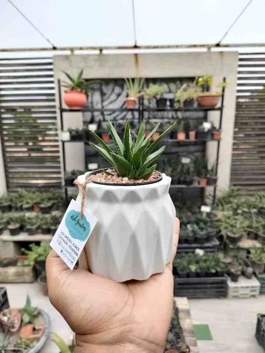 [PK0849-HM-PLN-024259] The Geometric Shape 