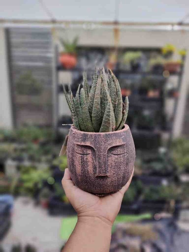 [PK0849-HM-PLN-024260] Vintage Meditation Planter