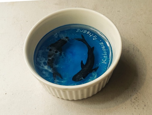 [PK4162-AR-PAI-029505] Ocean feast