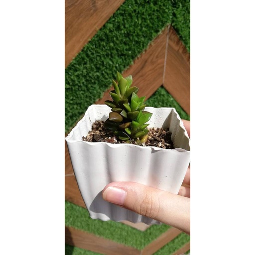 [PKAAAA-GN-GEN-008978] Succulent